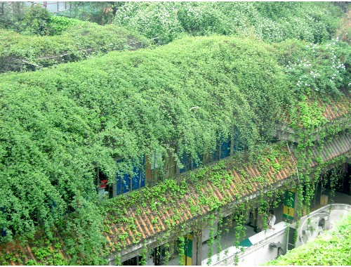 涿州城市绿化树木图片