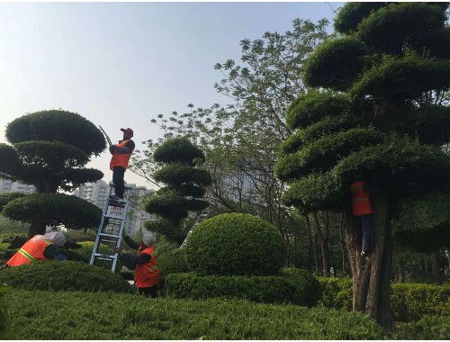 浦东新要干市政绿化工程需要什么条件