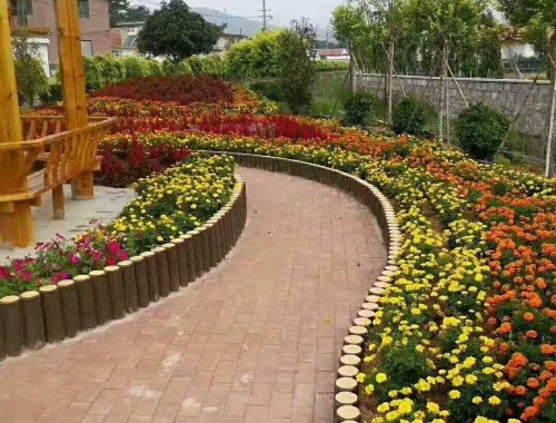 泸州城市绿化的植物品种