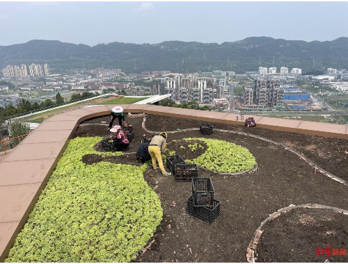 海伦城市绿化带种植什么植物好