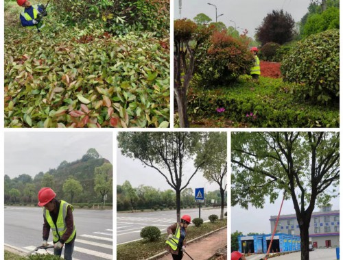 泊头绿化工程苗的主要批发市场