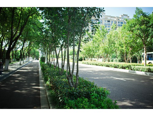 沅江市政绿化树木品种有哪些