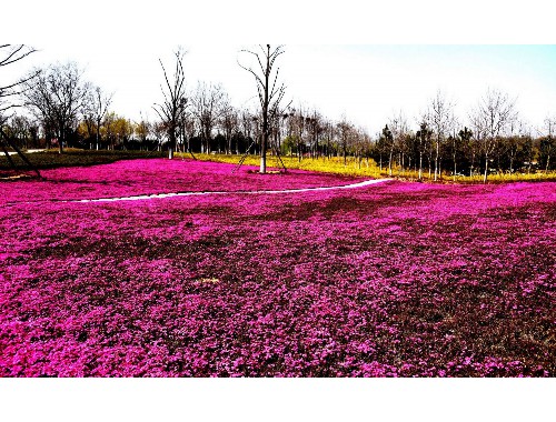 沅江城市绿化带种植什么植物比较好