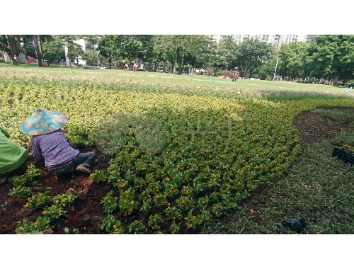 水保绿化工程技术规范