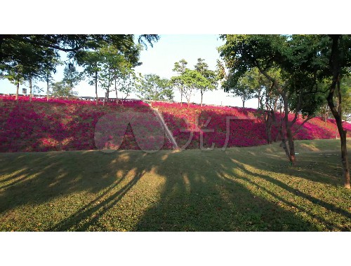 汝州全国最大绿化树苗批发市场在哪里