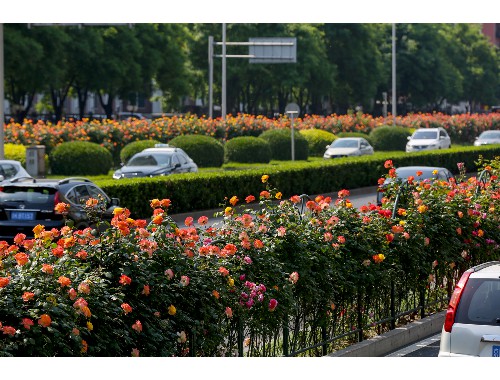 市政绿化工程种植花