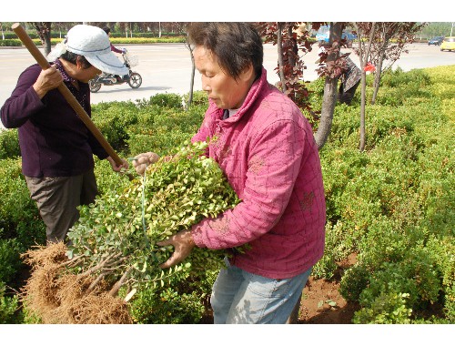 烟台城市绿化丹麦草基地